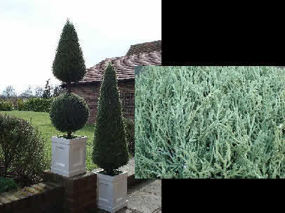 Trees - Topiary Cone and Ball Tree